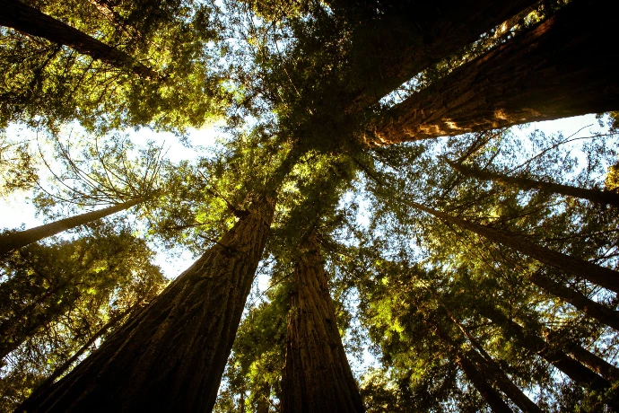 Upward view of redwood trees on a clear day