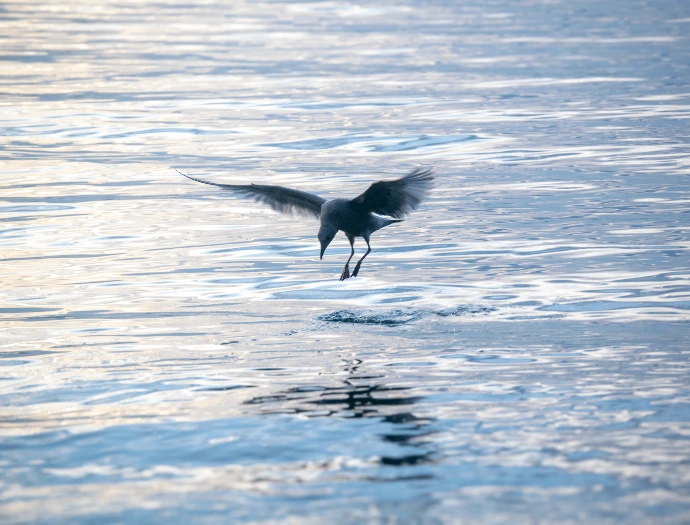 A photo of a seagull mid-jump before diving for a crab.